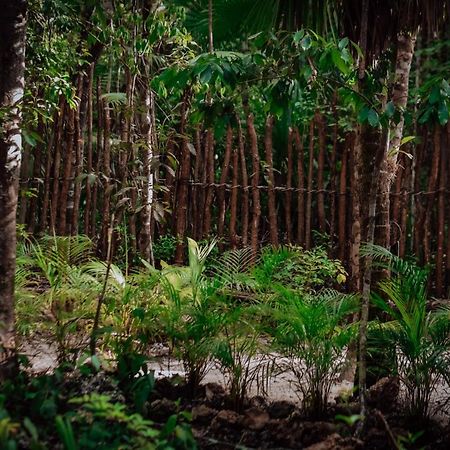 Lunita Jungle Experience 호텔 푸에르토 모렐로스 외부 사진